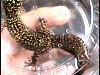 Oedura marmorata tail shot
