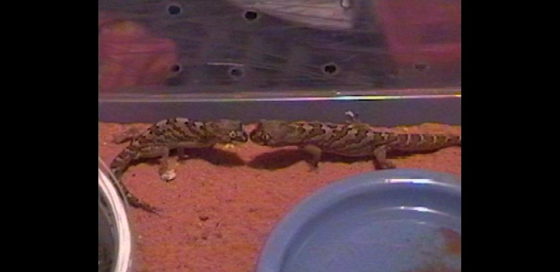 Pachydactylus m. mariquensis colesburg pr.