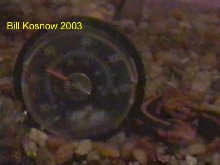 the shanjing's temp guage