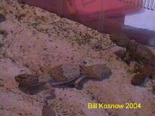 H. Taylori