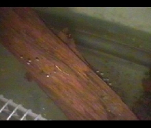 Theloderma corticale eggs