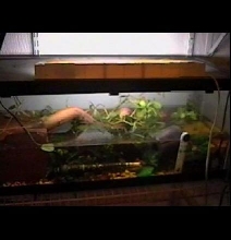 Theloderma corticale tank