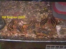 My T. shanjing