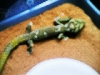 Male Diplodactylus Ciliaris