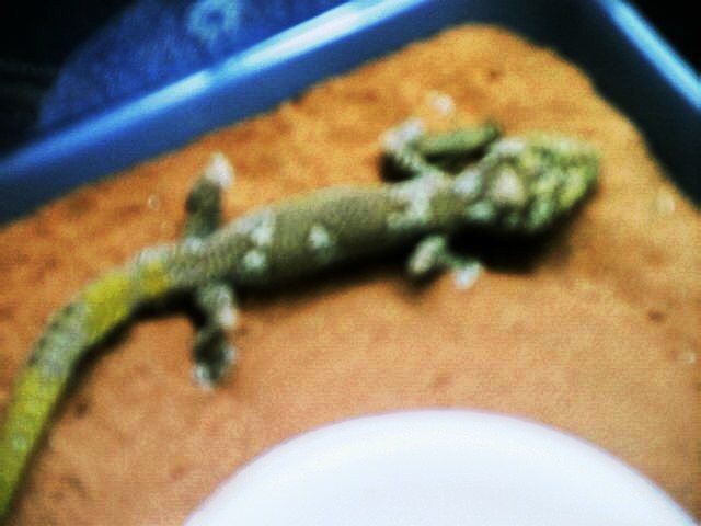 Male Diplodactylus Ciliaris