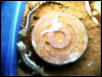 Diplodactylus Dameum