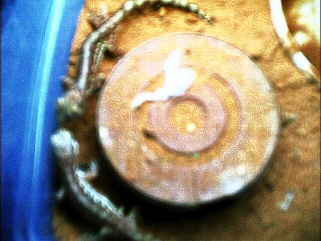 Diplodactylus Dameum