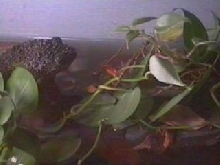 T. corticale