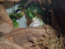 Jabba the frog