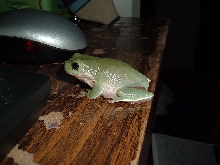 White's Tree Frog