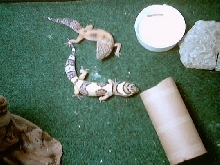 2 geckos