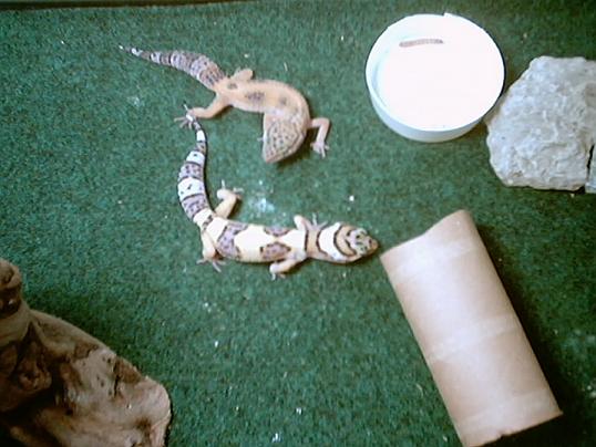2 geckos