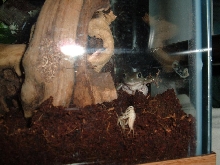 molting cricket = sitting duck