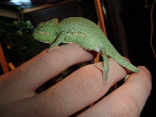 Baby Veiled