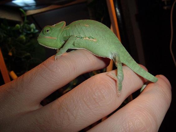 Baby Veiled