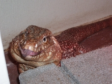 Rufus