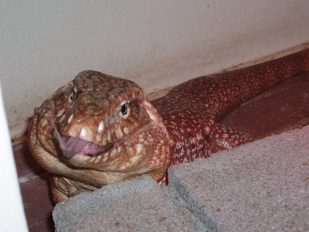 Rufus
