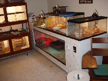 My tegu set up