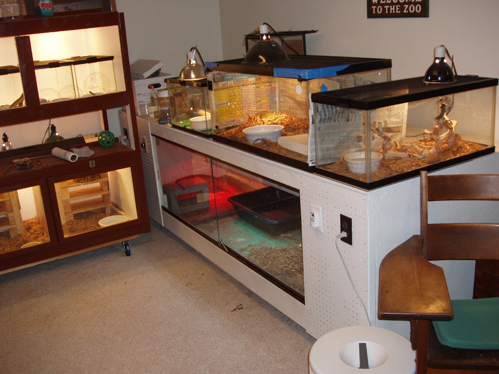 My tegu set up