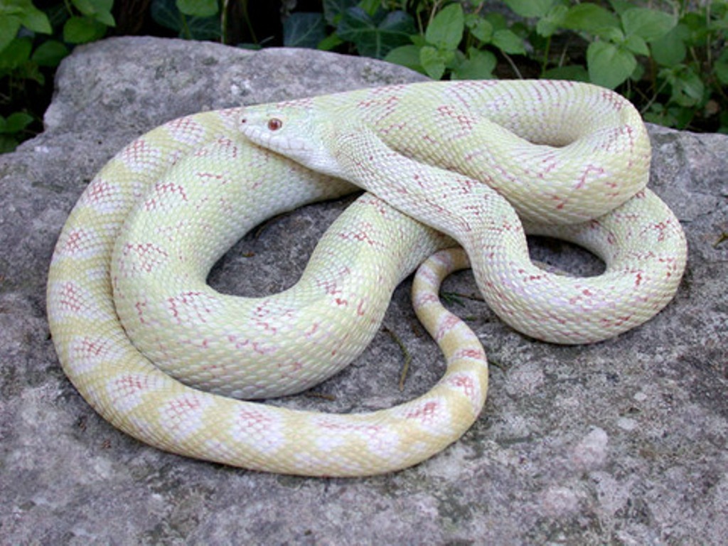 hybino female