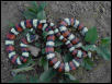 Colorado gentilis