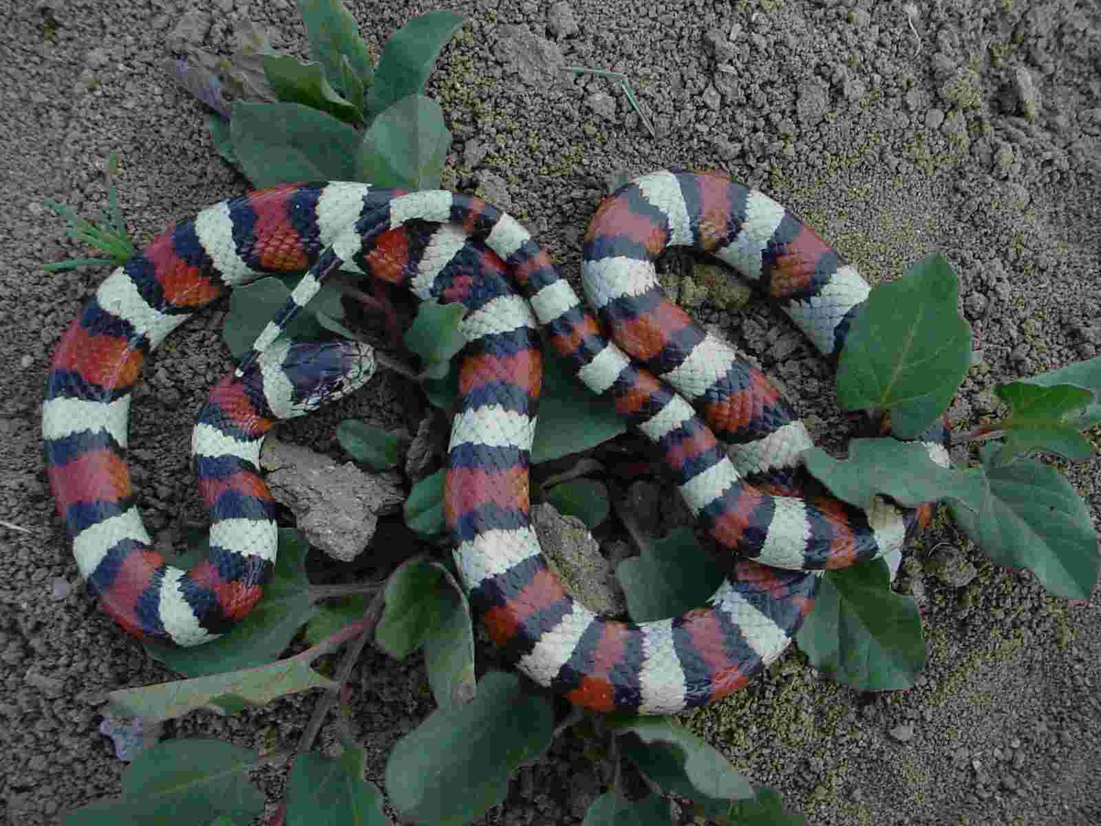 Colorado gentilis