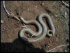 Lined snake