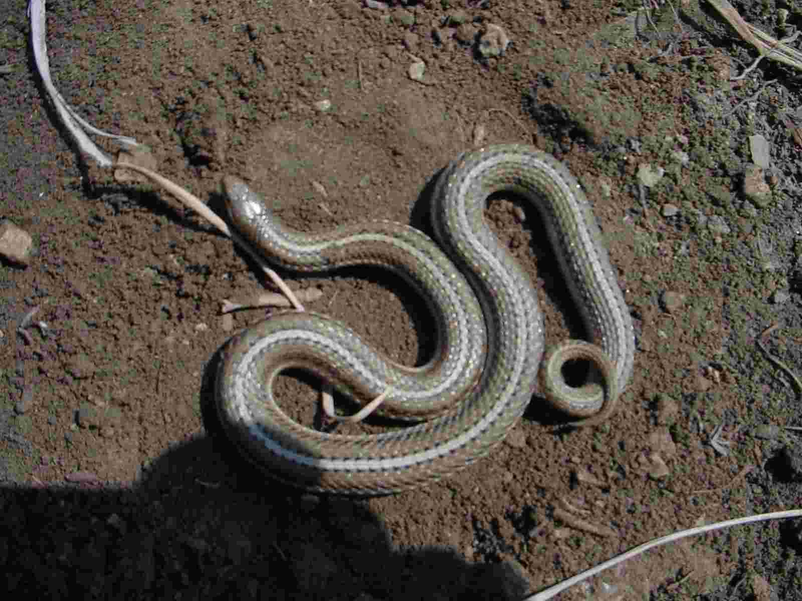 Lined snake