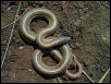 Lined snake