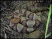 Kansas Copperhead
