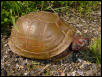 3 toed box turt.