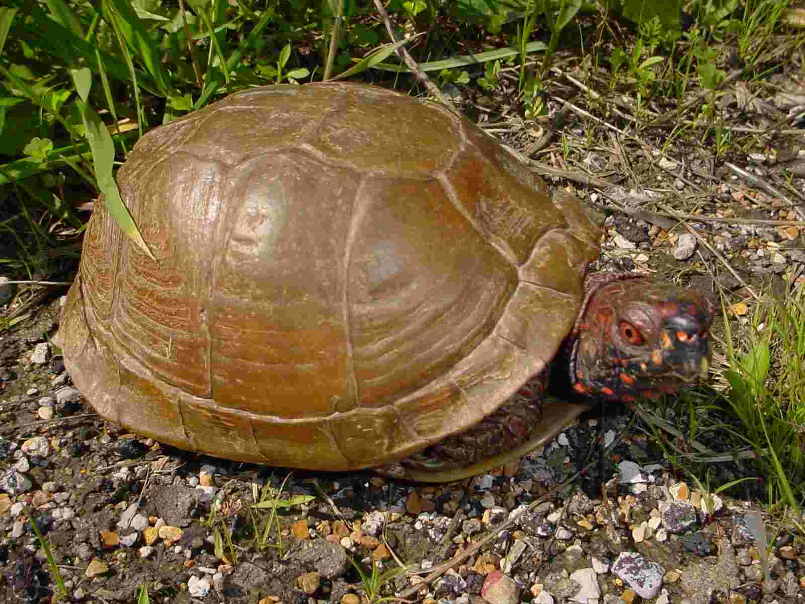 3 toed box turt.