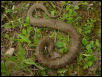 Northern Water snake