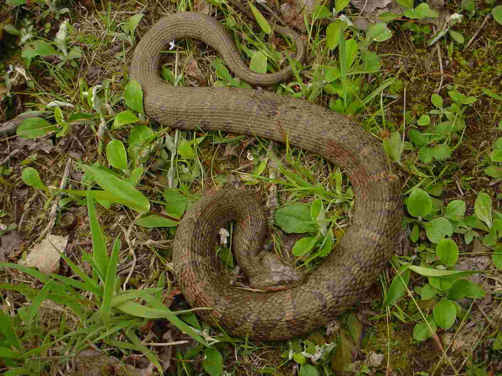 Northern Water snake
