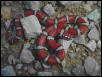 Red Milksnake