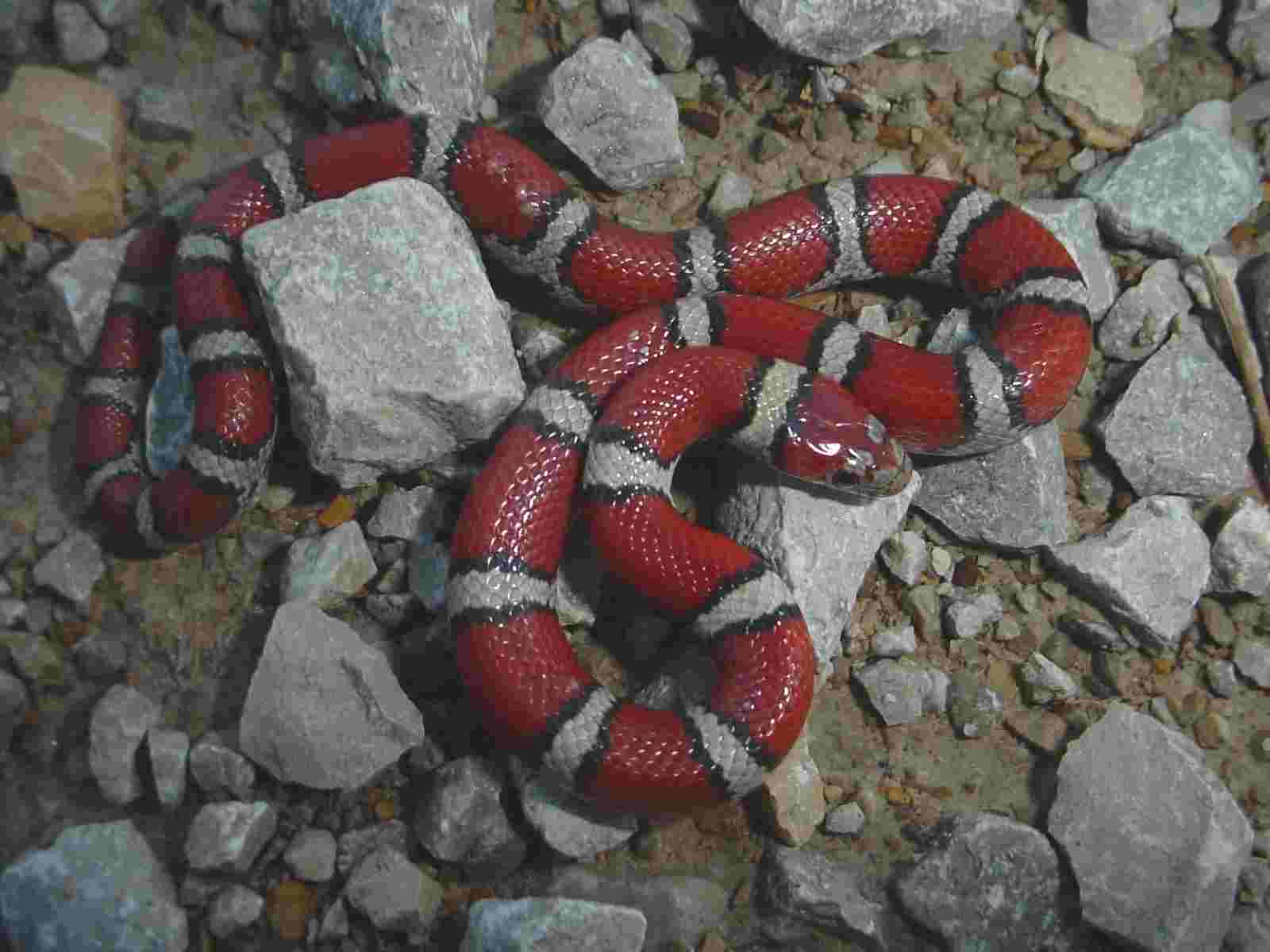 Red Milksnake