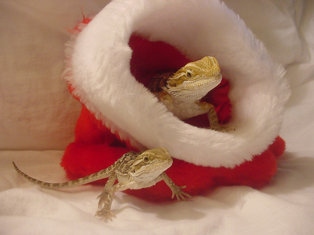 Xanthe & Xavier