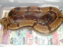Adult Male Hypo
