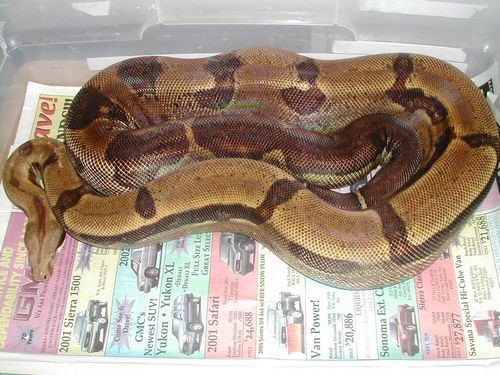 Adult Male Hypo