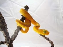 Atheris chlorechis