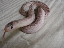 Brooks kingsnake, axanthic whitesided