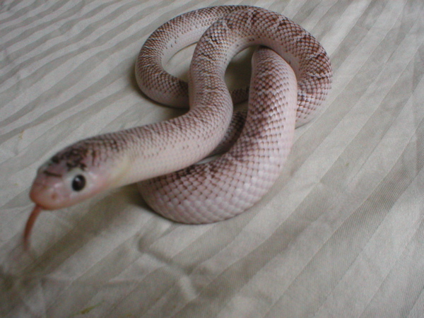 Brooks kingsnake, axanthic whitesided