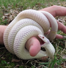 Albino California king