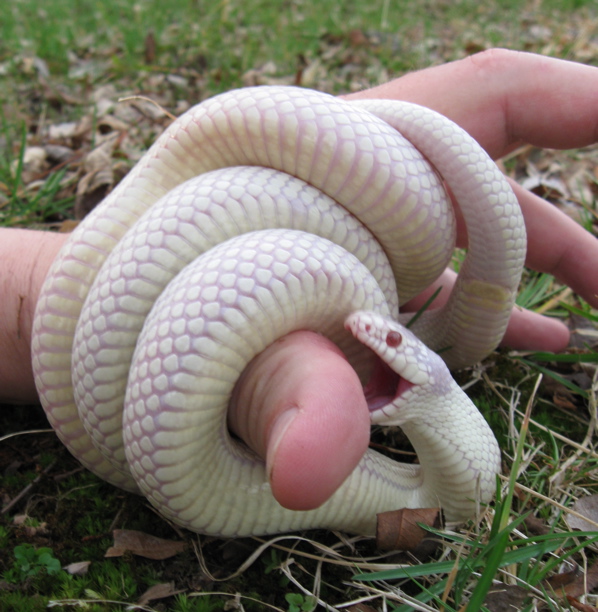 Albino California king
