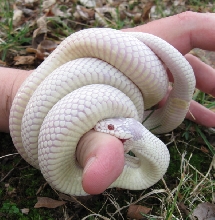 Albino California king