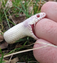 Albino California king
