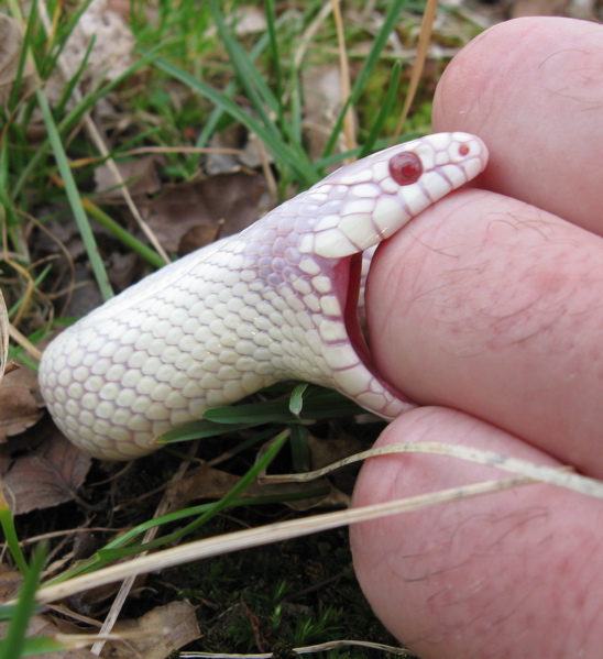 Albino California king