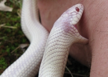 Albino California king