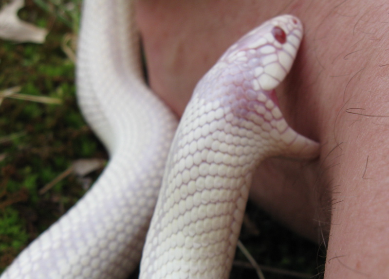 Albino California king