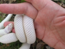 Albino California king